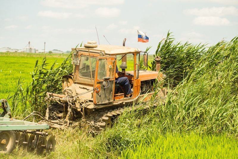 Как выращивают рис в России