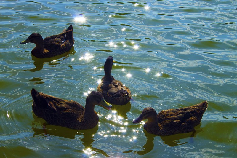 В озере полно уток, гусей и черепах. Все требуют, что бы из кормили