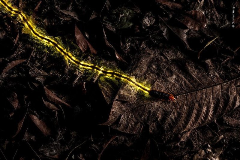 Большая ползущая личинка светлячка, длиной около 8 сантиметров. Светлячки большую часть своей жизни проводят в виде личинок, питающихся главным образом слизнями и улитками. (Фото Christian Wappl | 2018 Wildlife Photographer of the Year)