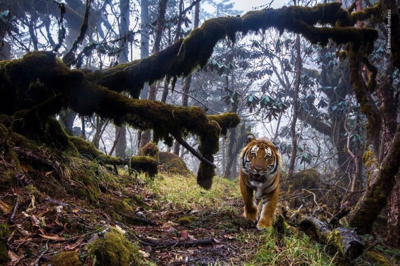 Бенгальский тигр высоко в Гималаях, в центре Бутана. (Фото Emmanuel Rondeau | 2014 Wildlife Photographer of the Year)