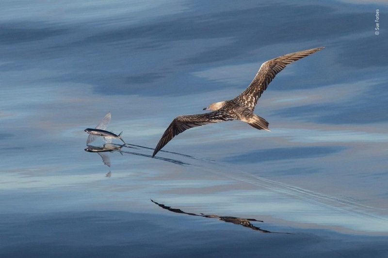 Птица преследует летающую рыбу. Смотрите подробнее: “Удивительные летающие рыбы”. (Фото Sue Forbes | 2018 Wildlife Photographer of the Year)