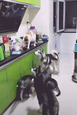 Кто в доме главный...