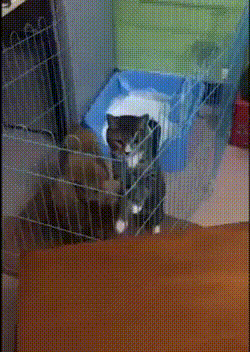 -Охрана, выпустите! В камере маньяк!..