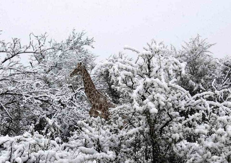 4. Видели ли вы жирафов, окружённых снегом?