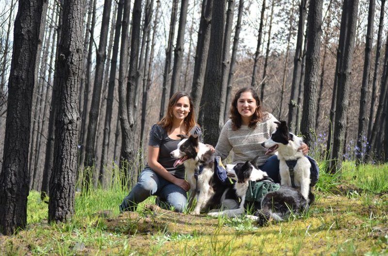 Как с помощью теннисного мячика и трёх собак восстановить сгоревший лес