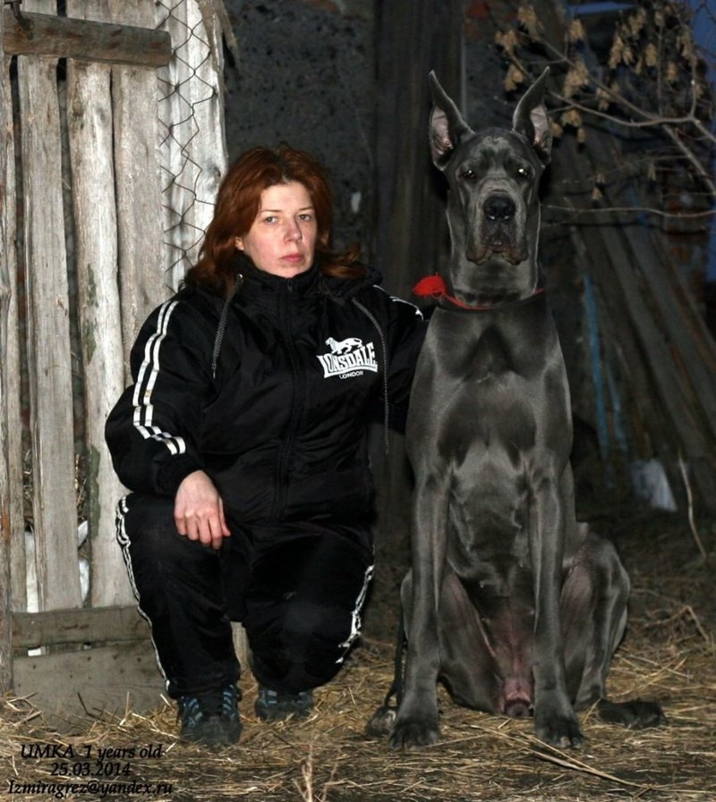Немецкий дог: одна из самых больших пород собак в мире