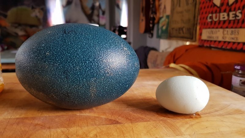 Яйцо эму vs яйцо курицы