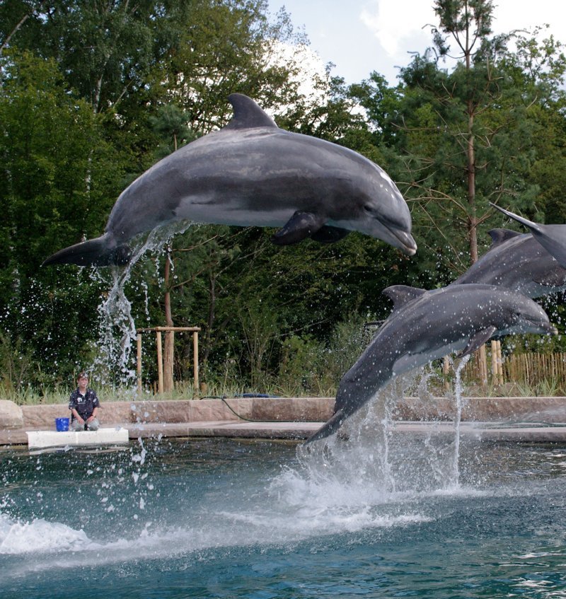 47 лет своей жизни он прожил в неволе, стал отцом 13 дельфинят, четверо из которых живут в зоопарках Нидерландов, Испании и Португалии