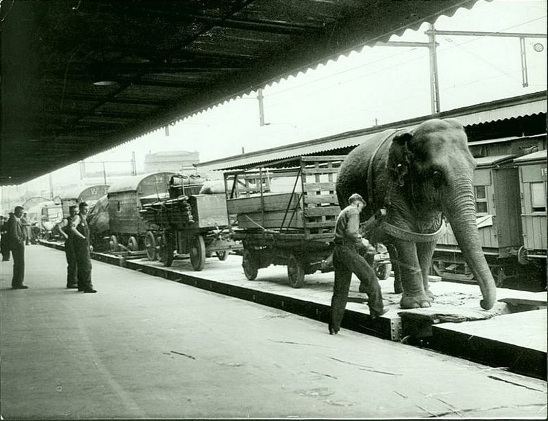 Цирк Виртс прибывает на платформу 9, станция Спенсер-Сент в Мельбурне, Австралия.  Цирковой слон помогает разгрузить поезда, 1948