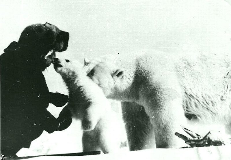 Человек, угощающий белых медведей консервированным сгущенным молоком. Россия, 1970-е годы