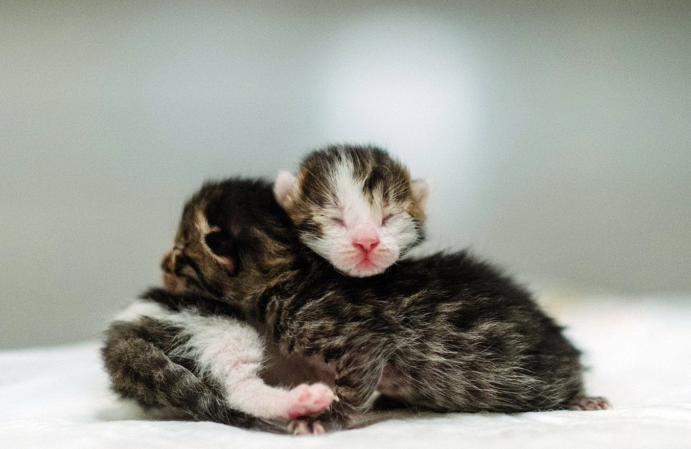 Кошка зовет котят. Кошка марта. Кошка марта Варламов. 13 Котят фото. Варламов котенок Омск.