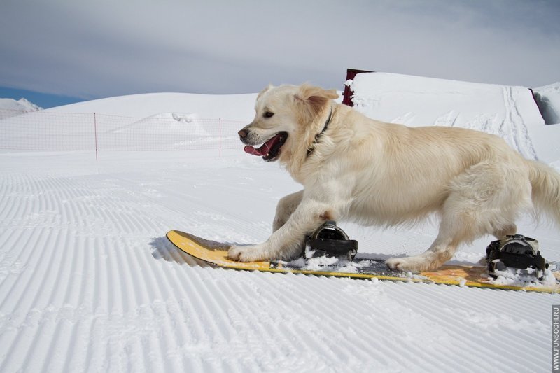 Собака по снегу катается — к вьюге.