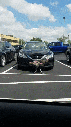 Подборка автомобильных гифок