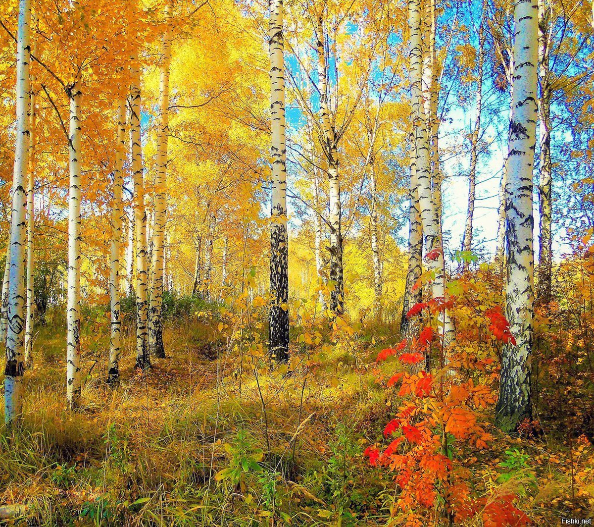Осенний Уральский лес