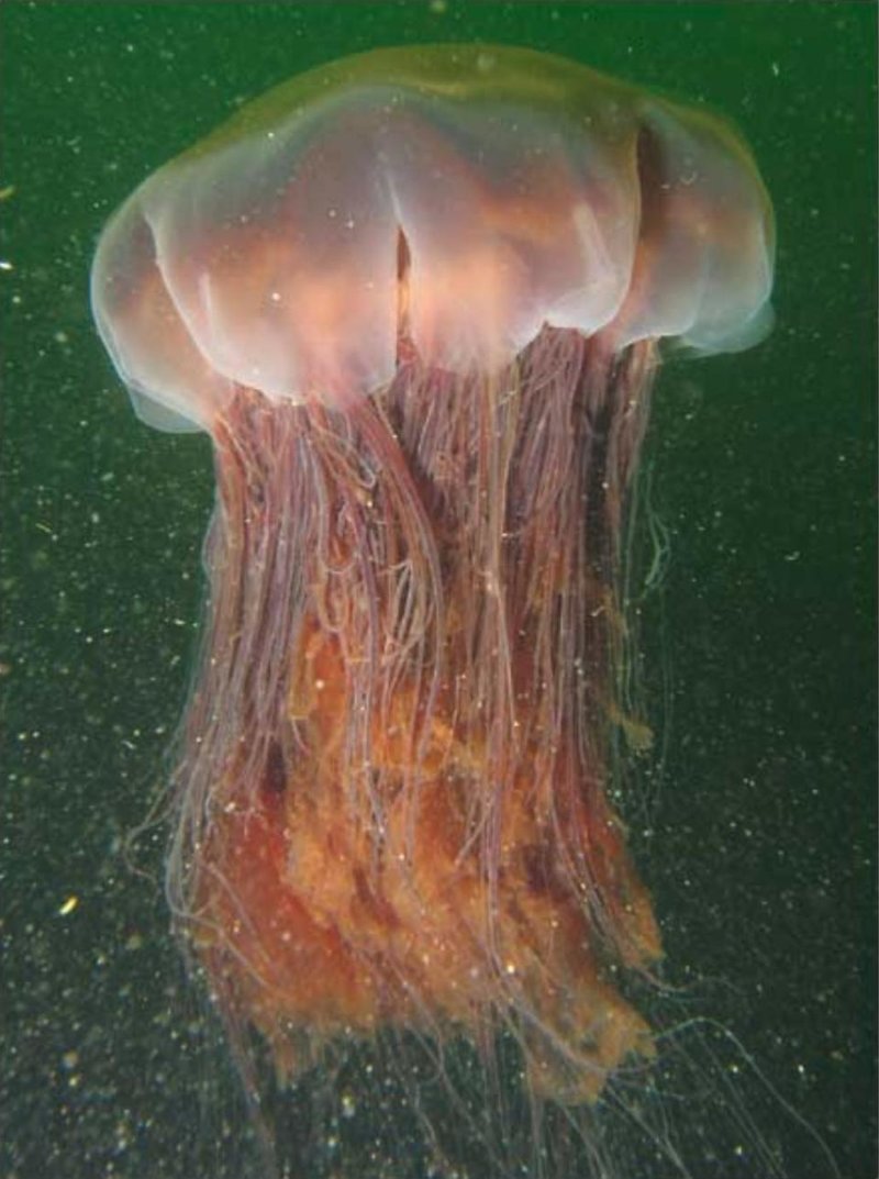В Новой Зеландии на пляже нашли гигантскую медузу, которая выглядела как пришелец