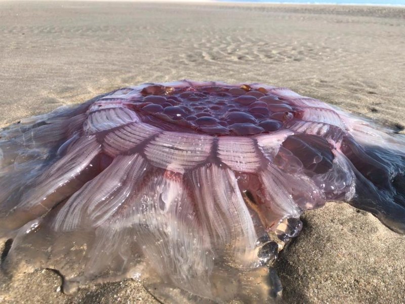 В Новой Зеландии на пляже нашли гигантскую медузу, которая выглядела как пришелец