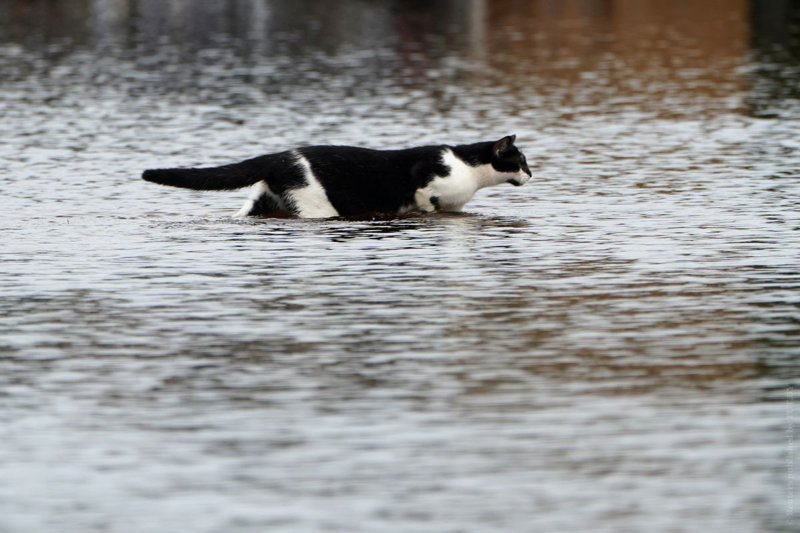 Как во время урагана в США спасают домашних животных