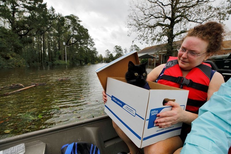 Как во время урагана в США спасают домашних животных