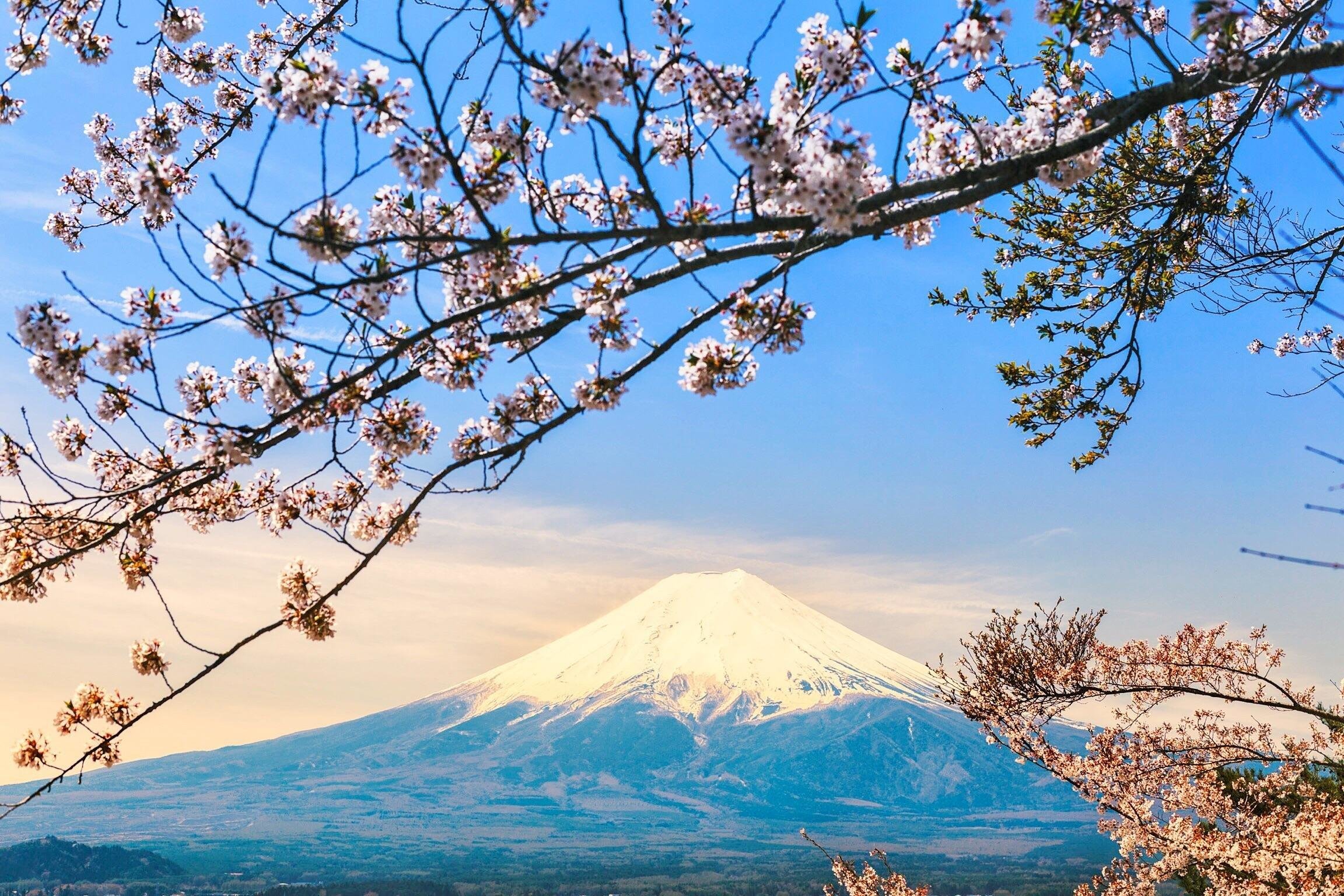 Сакура фудзияма. Сакура и Фудзияма. Гора Фудзияма и Сакура. Фудзияма Анапа. Гора Фудзияма весной.
