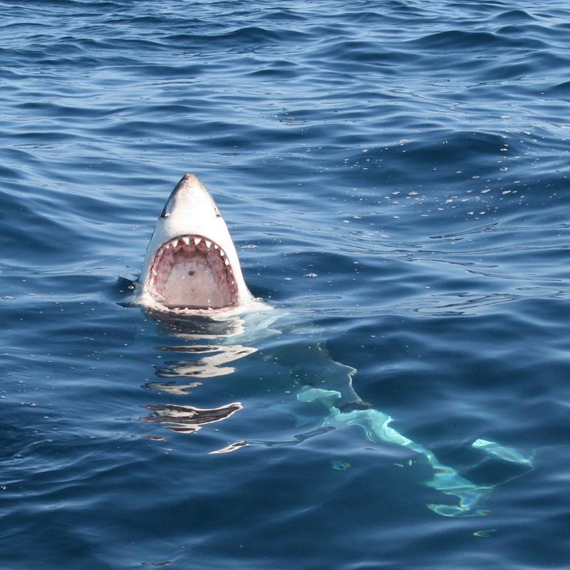 В Австралии дайверы встретили в океане акулу-сатану