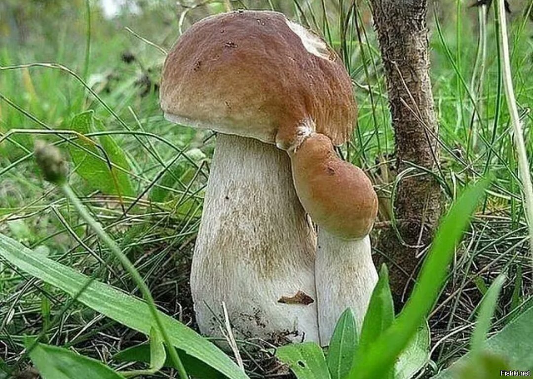 Белый благородный гриб
