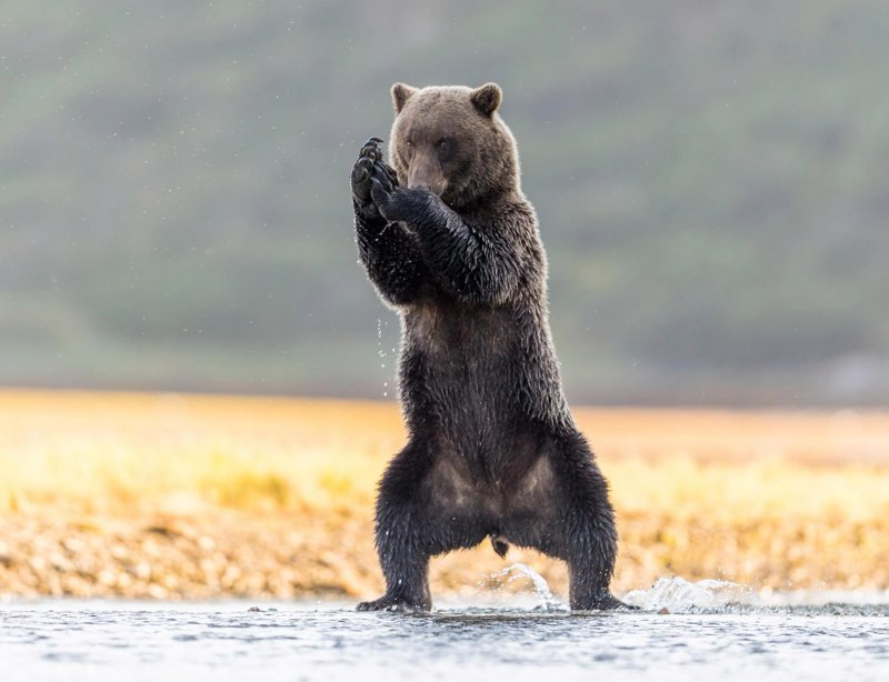 На Аляске медведь позанимался йогой