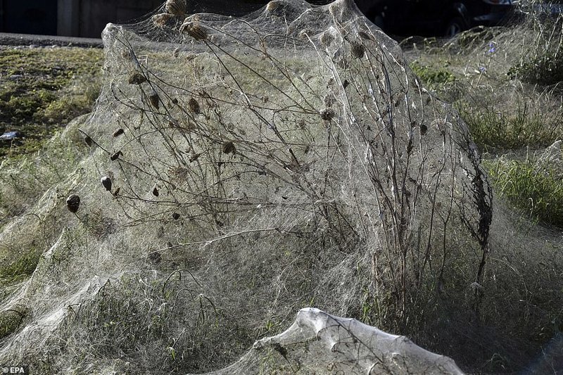 Полчища пауков оккупировали пляж греческого острова Айтолико
