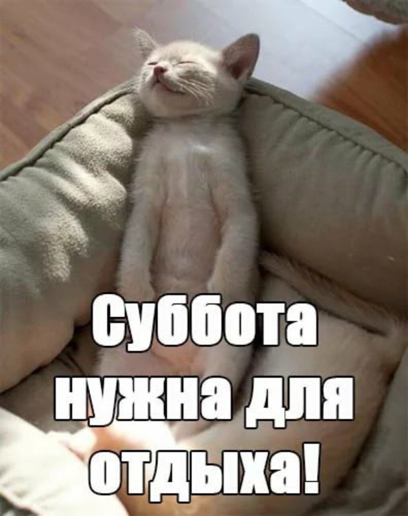 Субботний котопост