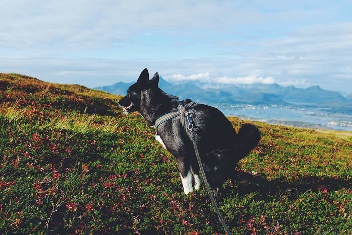 Это тамасканская собака, которая решила «сходить по-большому» с видом на горы