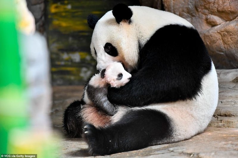 Большая панда (или бамбуковый медведь) обитает в центральном Китае. Это уязвимый вид - в дикой природе больших панд осталось не более 2000