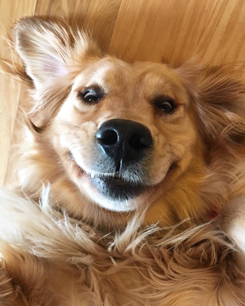 25 собак с очаровательными улыбками для поднятия настроения