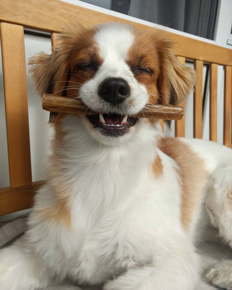 25 собак с очаровательными улыбками для поднятия настроения