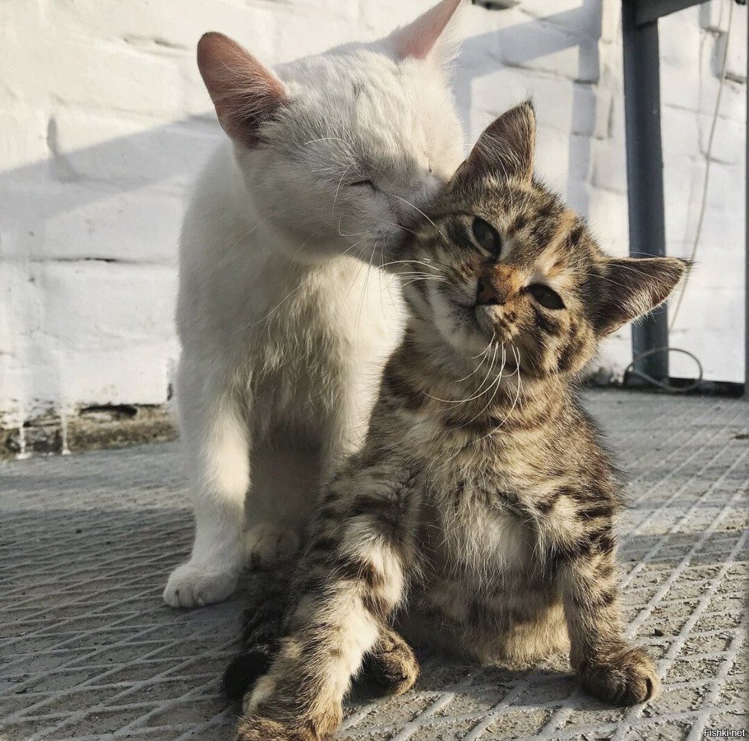 Я люблю кошек. Кошки лучше людей. Да я люблю кошек. Кружка люблю кошек. Кружка не любишь кошек?.