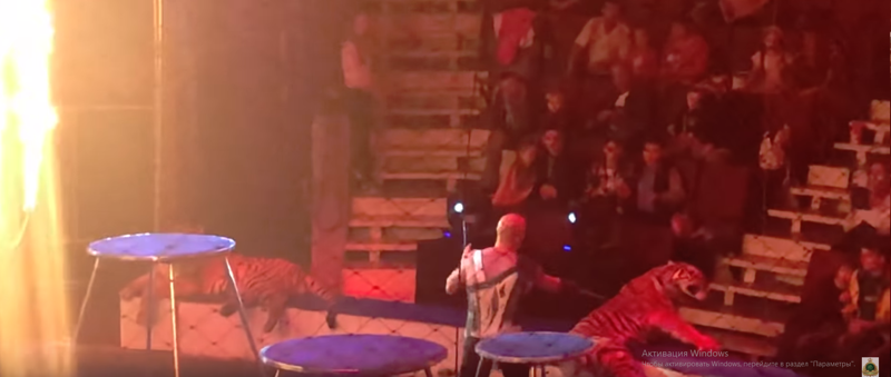 Во время циркового выступления в Магнитогорске тигр забился в судорогах и потерял сознание: видео