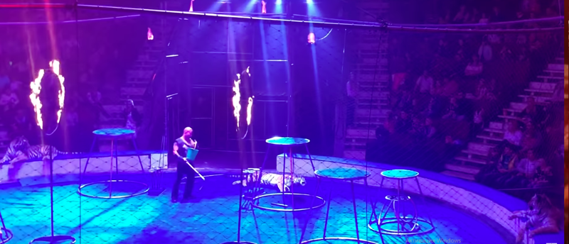 Во время циркового выступления в Магнитогорске тигр забился в судорогах и потерял сознание: видео