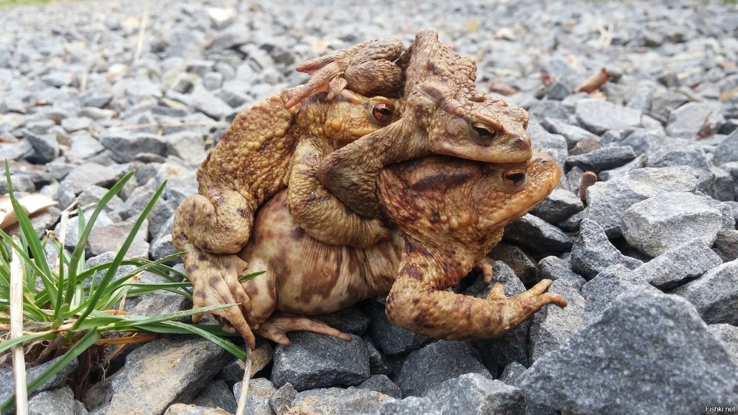 каменные лягушки геншин. лягушка из камня. парголово каменные лягушки. каменная жаба геншин. каменная жаба.