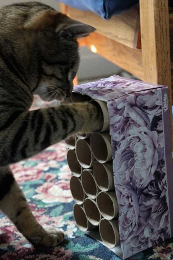 игрушка из коробки и втулок от туалетной бумаги захватывает внимание кота