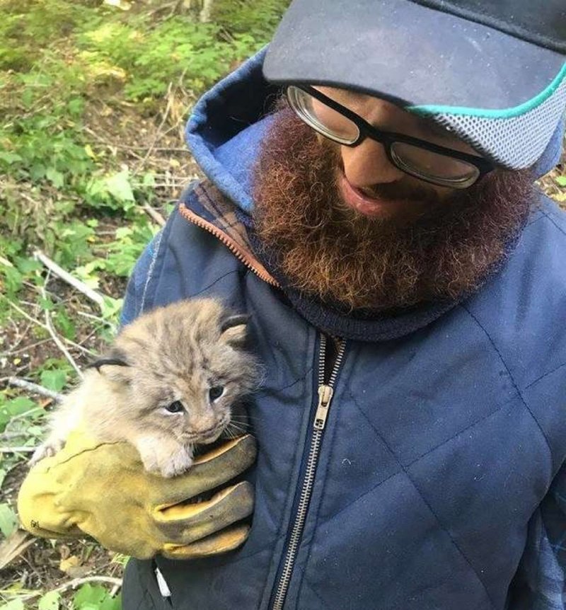 Канадец заметил маленького котёнка в лесу и решил ему помочь. Только что-то с ним было не так
