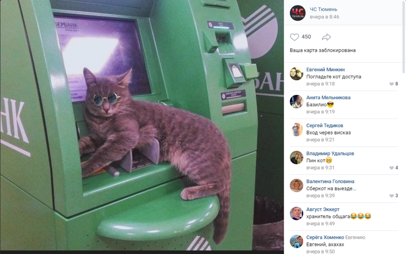 «Это котострофа»: в Тюмени кот заблокировал банкомат