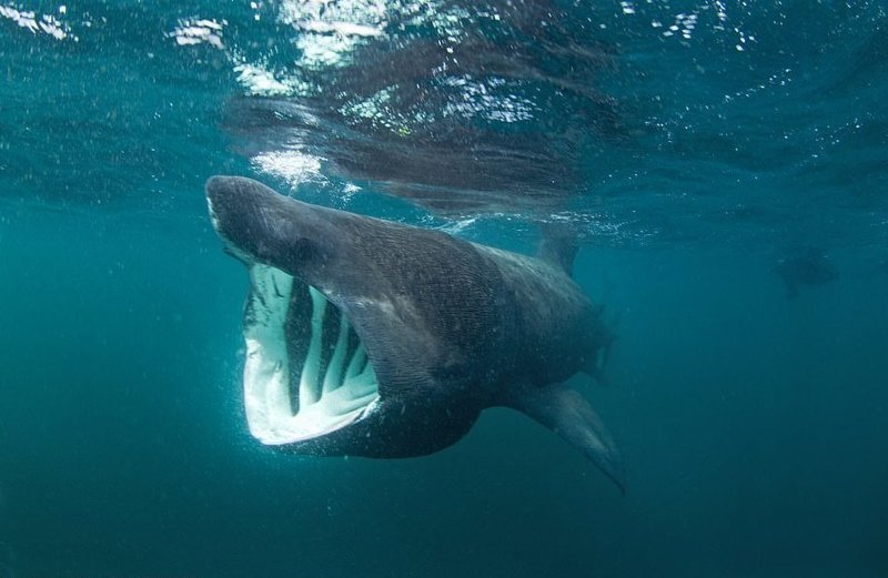 Гигантская акула у побережья Шотландии 