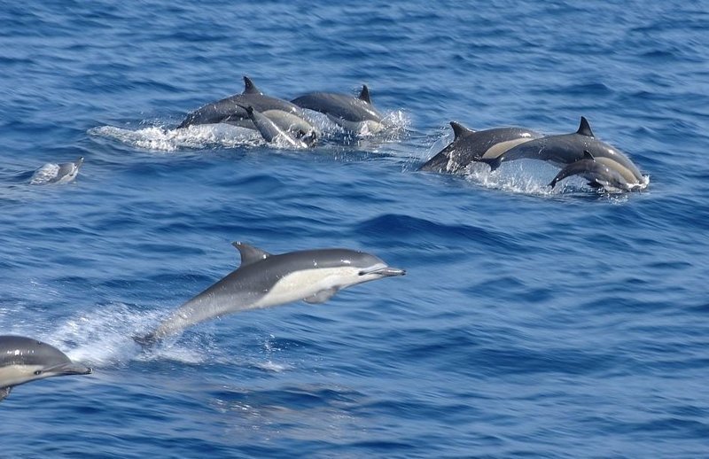 Дельфины - побережье Дейла