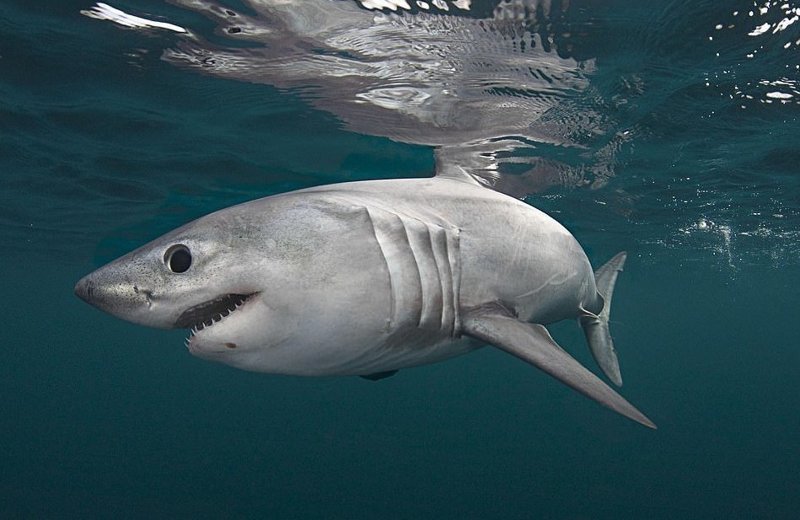 Атлантическая сельдевая акула в водах Уэльса 