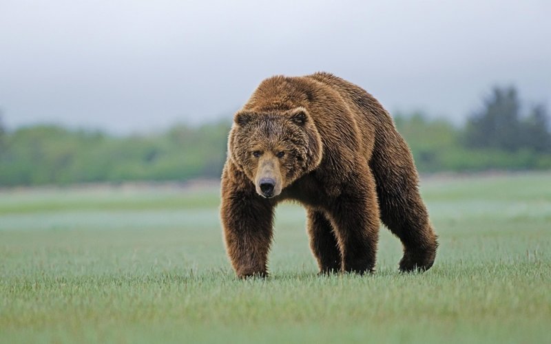 Что нужно делать, чтобы пережить нападение медведя