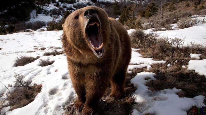 Что нужно делать, чтобы пережить нападение медведя