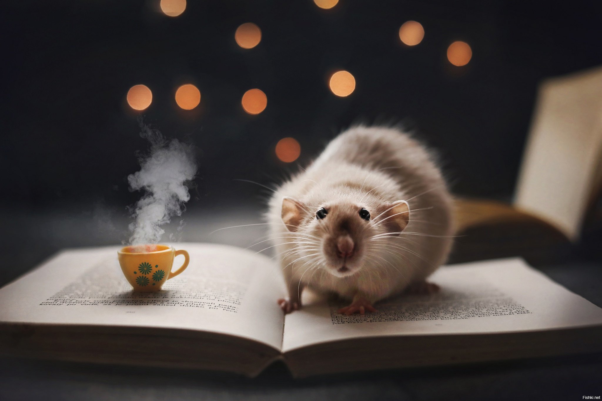 Рабочая мышь. Крыса на заставку. Хомячок с книжкой. Мышки в книжке. Мышь с книгой.