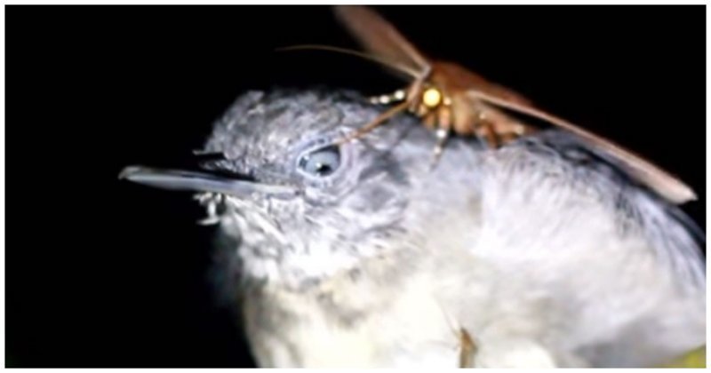 Бразильский эколог заснял бабочку, которая пила слёзы из глаза спящей птицы