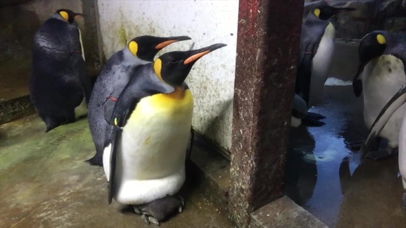 Пингвины-гомосексуалисты похитили у сородичей детеныша, когда его родители отвлеклись