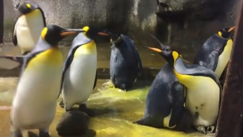 Пингвины-гомосексуалисты похитили у сородичей детеныша, когда его родители отвлеклись