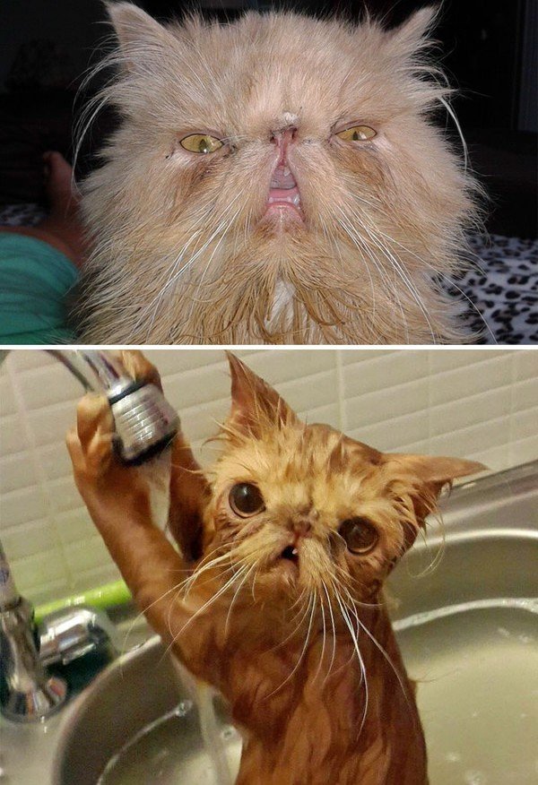 Помытые и оскорбленные: 8 котов, принявших ванну Помытые, ванну, вода, котов, оскорбленные, пена, принявших