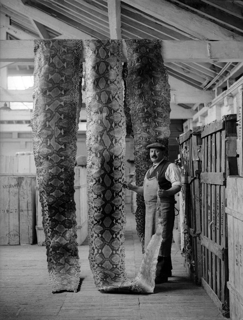 Дамы будут в восторге.  Да из них шубы можно шить. ) Просушка змеиных шкур на складе Лондонского порта, 16 сентября 1930